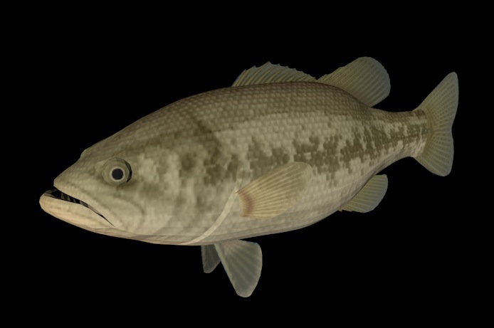 海洋动物模型：鱼3D模型 Black Bass - C4D之家 - cinema4d_ 2013-12-31 下午11.41.04.jpg