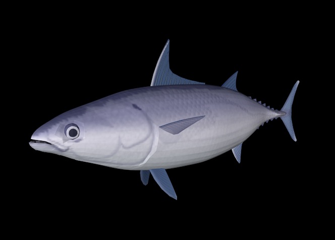 海洋鱼模型：蓝鳍金枪鱼3D模型 Blue Fin Tuna