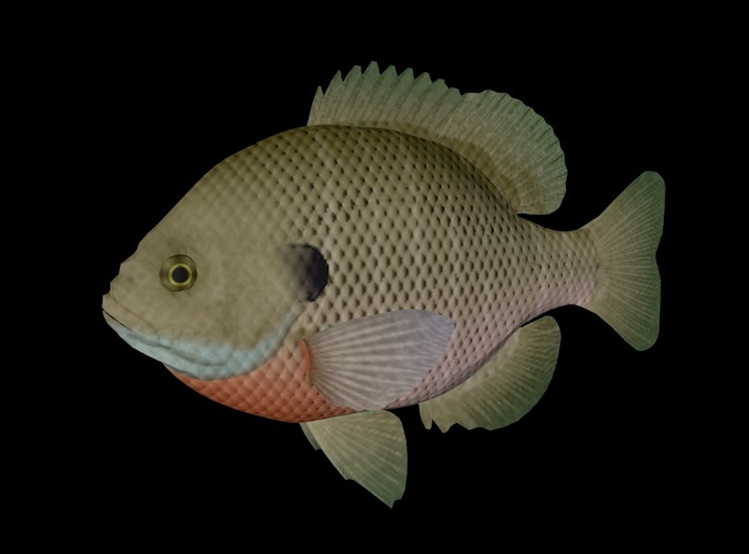 海洋鱼模型：蓝鳃鱼3D模型 BlueGill - C4D之家 - cinema4d_ 2013-12-31 下午11.46.26.jpg