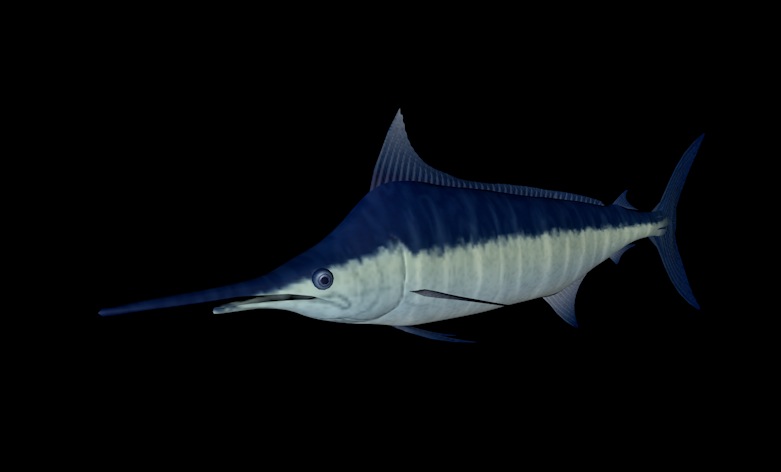 海洋鱼模型：蓝枪鱼3D模型 Blue Marlin - C4D之家 - cinema4d_ 2013-12-31 下午11.51.14.jpg