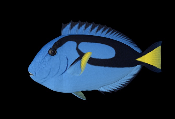 海洋动物模型：鱼3D模型 Blue Tango - C4D之家 - cinema4d_ 2013-12-31 下午11.56.59.jpg
