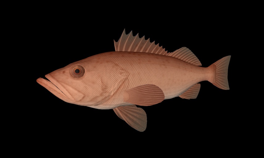 海洋鱼模型：菖鲉鱼3D模型 Bocaccio - C4D之家 - cinema4d_ 2013-12-31 下午11.58.42.jpg