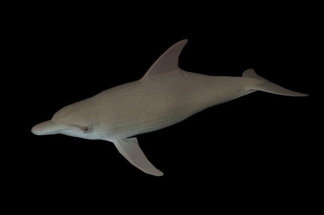 海洋鱼模型：宽吻海豚3D模型 Bottlenosed Dolphin - C4D之家 - cinema4d_ 2014-01-01 上午12.00.27.jpg