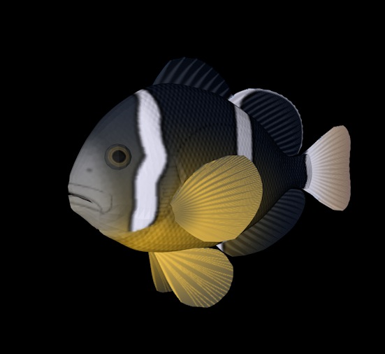 海洋鱼模型：黄尾小丑鱼3D模型 Yellow tail Clownfish - C4D之家 - cinema4d_ 2014-01-01 上午12.09.24.jpg