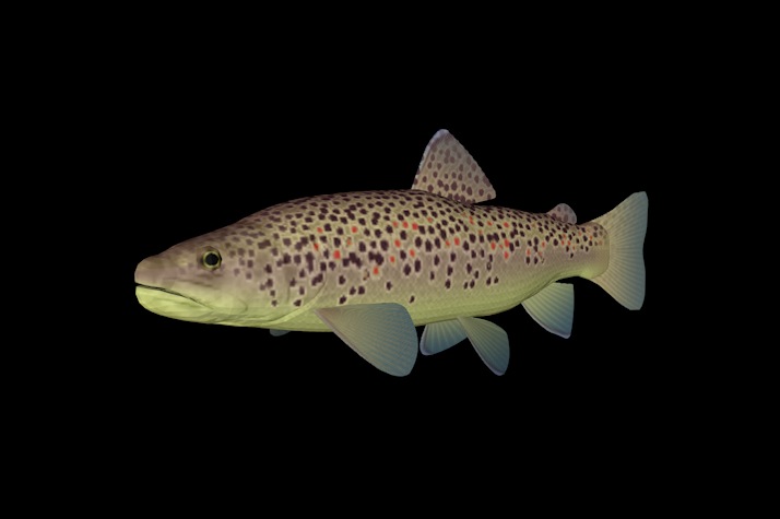 海洋鱼模型：布朗鳟鱼3D模型 Brown trout - C4D之家 - cinema4d_ 2014-01-01 上午12.11.44.jpg