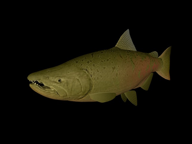 海洋动物模型：奇努克鱼3D模型 Chinook - C4D之家 - cinema4d_ 2014-01-01 下午2.27.20.jpg