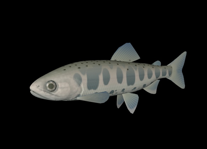 海洋鱼模型：花羔红点鲑3D模型 Dolly Varden - C4D之家 - cinema4d_ 2014-01-01 下午2.31.45.jpg