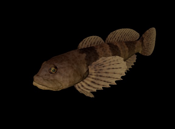 海洋鱼模型：杜父鱼3D模型 Fluvial Sculpin - C4D之家 - cinema4d_ 2014-01-01 下午5.37.18.jpg