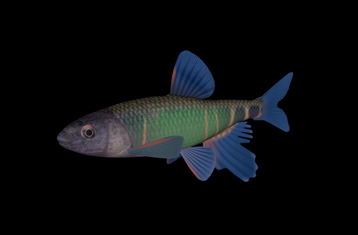 海洋鱼模型：淡水鱼3D模型 Fresh Water Minnow - C4D之家 - cinema4d_ 2014-01-01 下午5.54.58.jpg