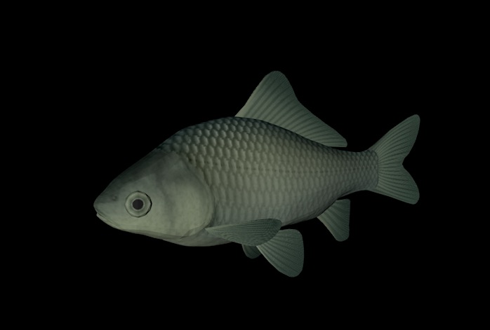海洋鱼模型：日本鲫鱼3D模型 Herabuna - C4D之家 - cinema4d_ 2014-01-01 下午6.14.04.jpg