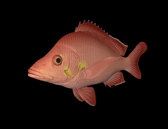 海洋鱼模型：驼背笛鲷3D模型 Hump Back Red Snapper - C4D之家 - cinema4d_ 2014-01-01 下午8.27.47.jpg