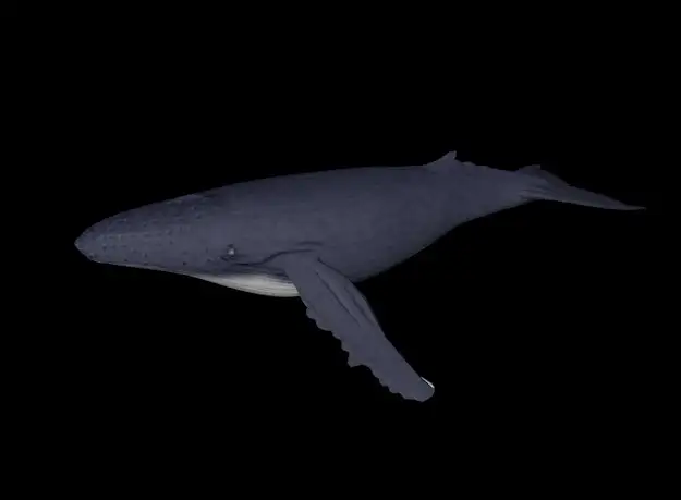 海洋鱼模型：座头鲸3D模型 Humpback Whale