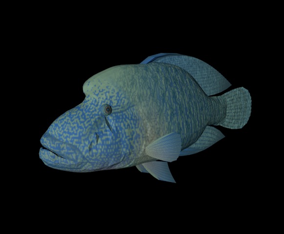 海洋鱼模型：苏眉鱼3D模型 Humphead Wrasse - C4D之家 - cinema4d_ 2014-01-01 下午8.34.14.jpg
