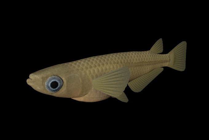 海洋鱼模型：日本稻鱼3D模型 Japanese Rice Fish - C4D之家 - cinema4d_ 2014-01-01 下午8.44.44.jpg