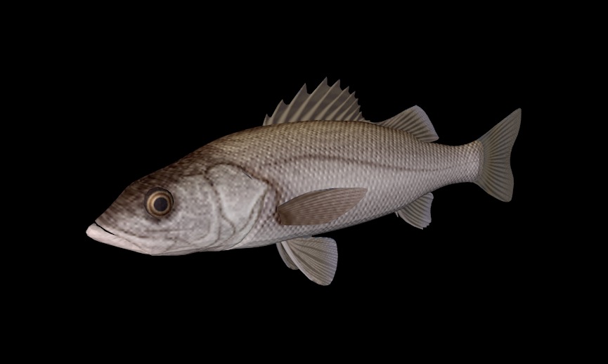 海洋鱼模型：鲈鱼3D模型 Japanese Sea Perch - C4D之家 - cinema4d_ 2014-01-01 下午9.37.37.jpg