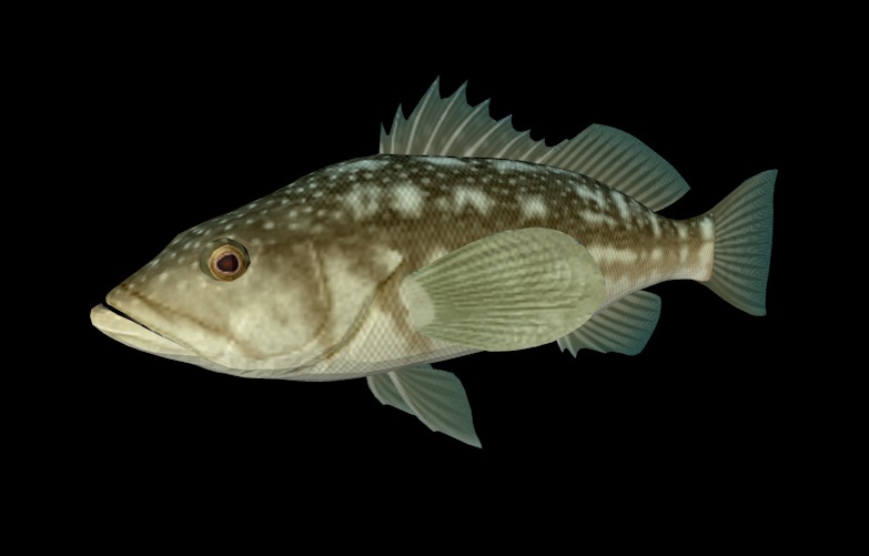 海洋鱼模型：云纹石斑鱼3D模型 Kelp Bass - C4D之家 - cinema4d_ 2014-01-01 下午9.50.42.jpg