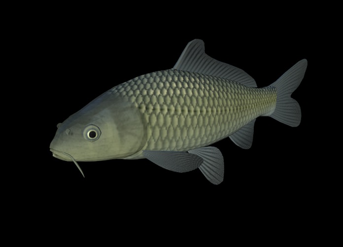 海洋鱼模型：锦鲤3D模型 Koi - C4D之家 - cinema4d_ 2014-01-01 下午10.09.38.jpg
