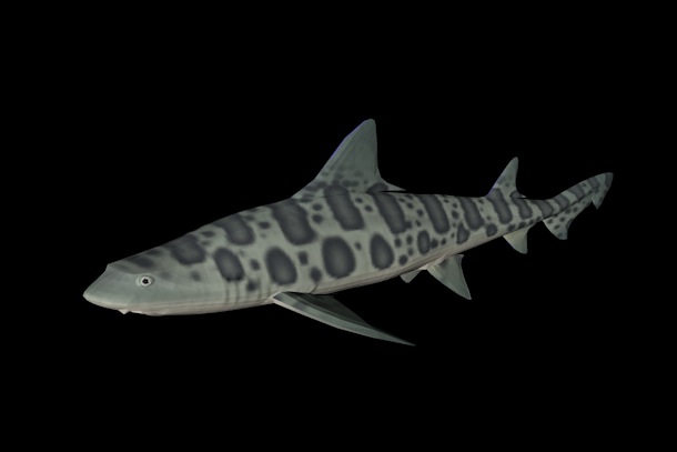 海洋鱼模型：豹纹鲨3D模型 Leopard Shark - C4D之家 - cinema4d_ 2014-01-02 上午12.35.52.jpg