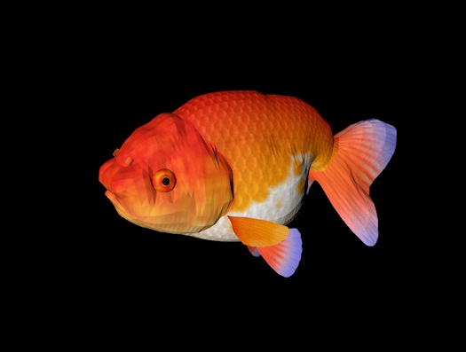 海洋鱼模型：狮子头金鱼3D模型 Lion Head - C4D之家 - cinema4d_ 2014-01-02 上午12.39.03.jpg