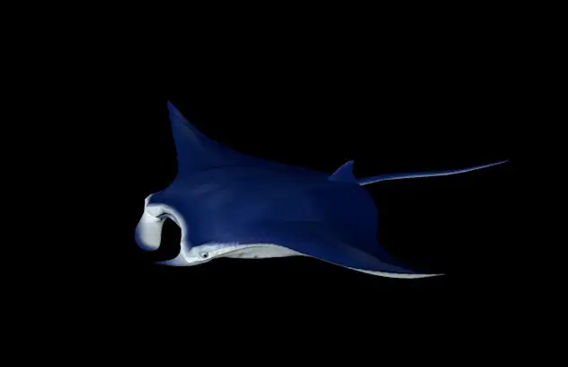 海洋鱼模型：蝠鲼3D模型 Manta