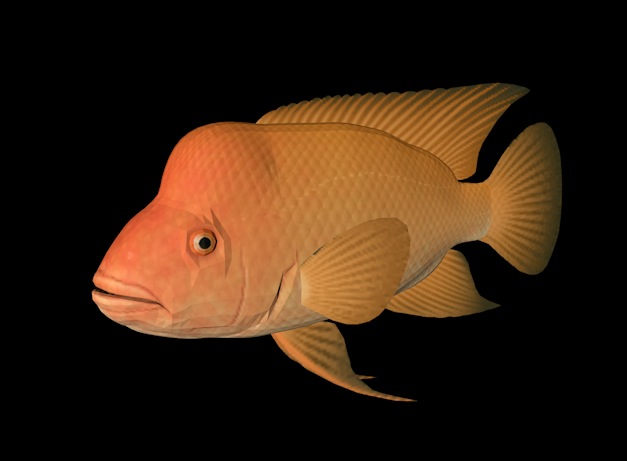 海洋鱼模型：慈鲷3D模型 Midas Cichlid - C4D之家 - cinema4d_ 2014-01-02 上午12.47.15.jpg