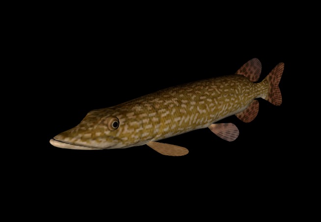 海洋鱼模型：白斑狗鱼3D模型 Northern Pike - C4D之家 - cinema4d_ 2014-01-05 下午8.45.45.jpg
