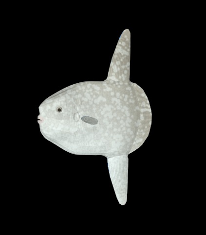 海洋鱼模型：翻车鱼3D模型 Ocean Sunfish - C4D之家 - cinema4d_ 2014-01-05 下午8.51.56.jpg