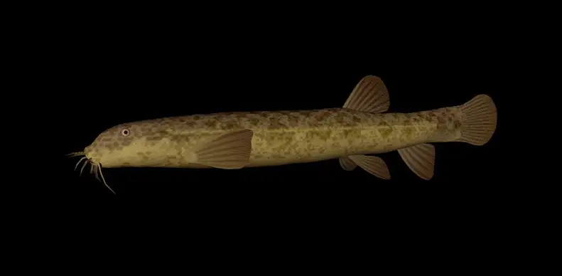 海洋鱼模型：泥鳅3D模型 Oriental weatherfish