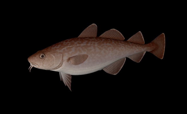 海洋鱼模型：太平洋鳕鱼3D模型 Pacific Cod - C4D之家 - cinema4d_ 2014-01-05 下午10.16.02.jpg