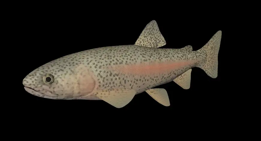 海洋鱼模型：鳟鱼3D模型 Sea Trout - C4D之家 - cinema4d_ 2014-01-08 上午10.58.34.jpg
