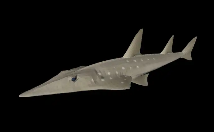 海洋鱼模型：铲鼻鲨3D模型 Shovelnose Shark