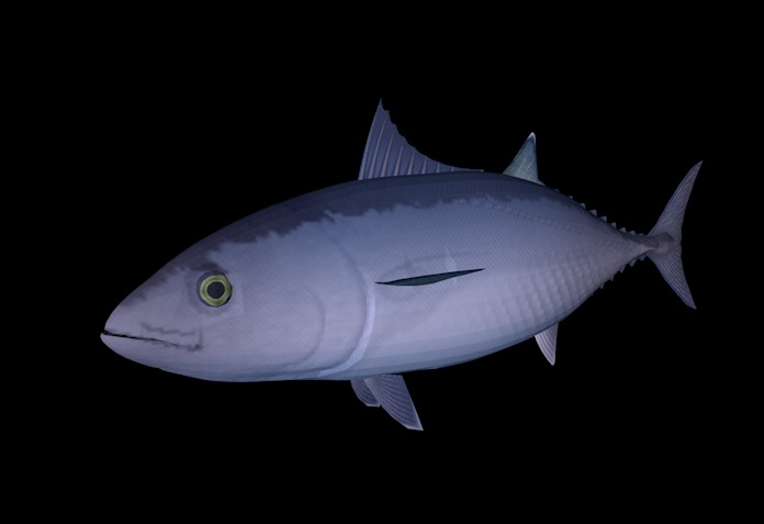 海洋鱼模型：金枪鱼3D模型 Skip Jack Tuna