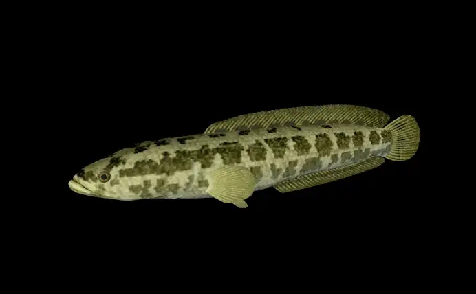海洋鱼模型：蛇头鱼3D模型 Snakehead