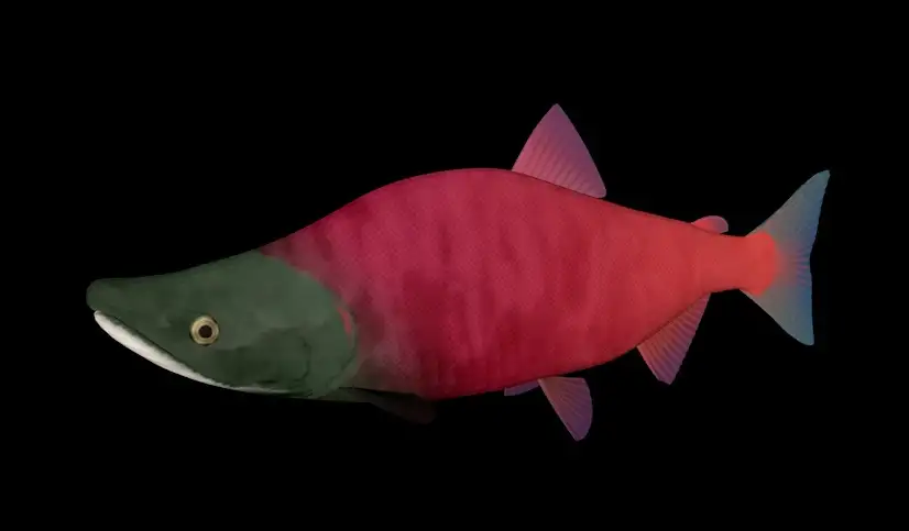 海洋鱼模型：红大马哈鱼3D模型 Sockeye Salmon