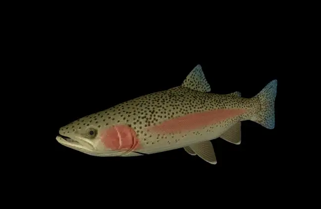 海洋鱼模型:虹鳟鱼3D模型 Steelhead - C4D之家 - cinema4d_ 2014-01-10 上午1.04.02.jpg