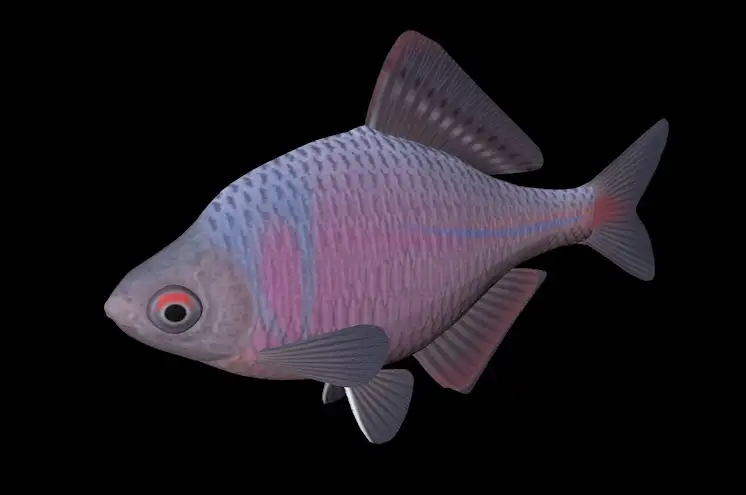 海洋鱼模型：东京鱊3D模型 Tanakia tanago