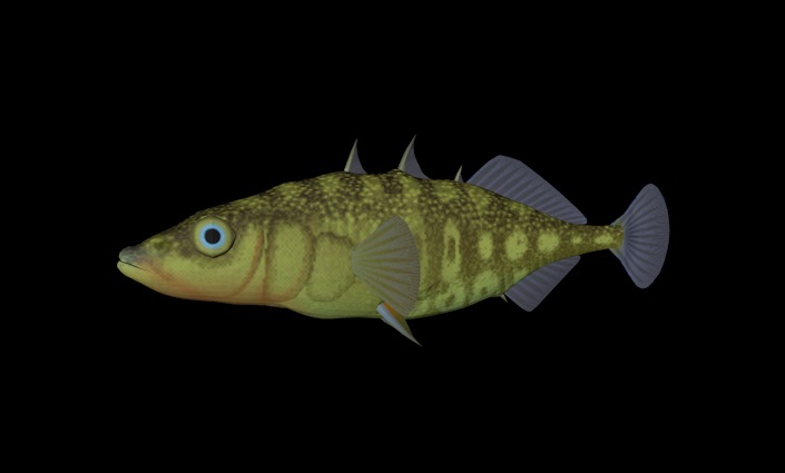 海洋鱼模型：三刺鱼3D模型 Three Spined Stickleback - C4D之家 - cinema4d_ 2014-01-10 上午1.26.48.jpg
