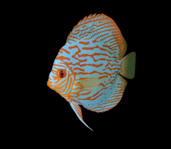 海洋鱼模型：香港七彩神仙鱼3D模型 Tourquois Discus - C4D之家 - cinema4d_ 2014-01-10 上午1.29.38.jpg