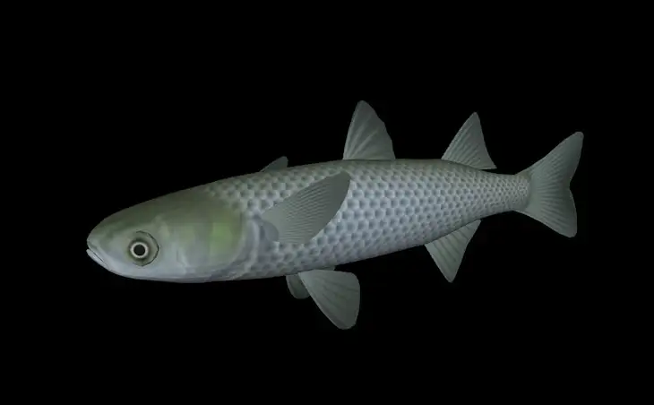 海洋鱼模型：白斑鳟3D模型 White potted Char