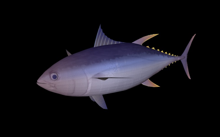 热带鱼模型：黄鳍金枪鱼3D模型 Yellow Fin Tuna - C4D之家 - cinema4d_ 2014-01-10 上午1.36.24.jpg