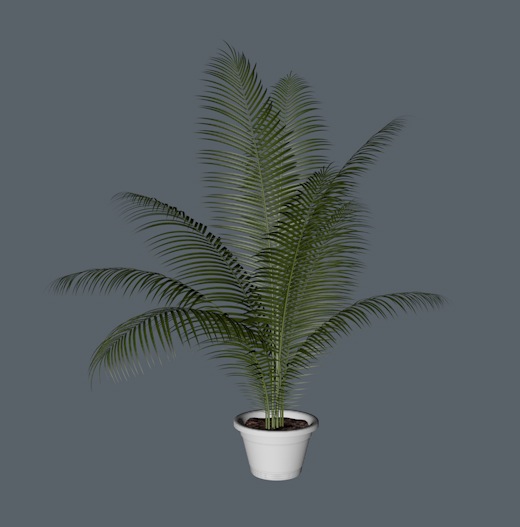 凤尾竹盆景C4D模型 Bambusa multiplex - C4D之家 - cinema4d_ 2014-01-11 下午2.20.18.jpg