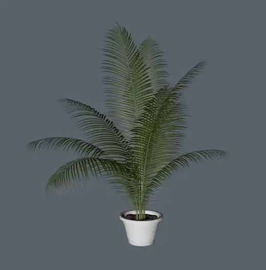 凤尾竹盆景C4D模型 Bambusa multiplex - C4D之家 - cinema4d_ 2014-01-11 下午2.20.18.jpg
