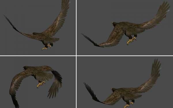 展翅翱翔的雄鹰3D模型 eagle - C4D之家 - 1319987180_680.jpg