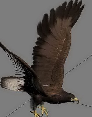 老鹰3D模型（MAX模型带贴图） - C4D之家 - 1338453043_700.jpg