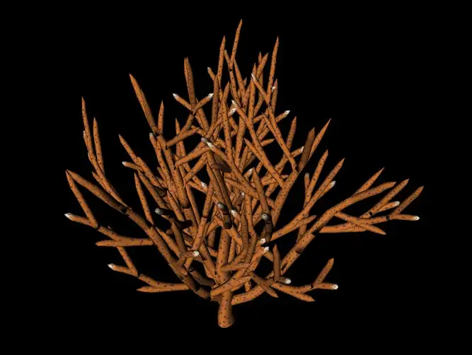 珊瑚树C4D模型 Coral tree - C4D之家 - cinema4d_ 2014-01-15 下午11.13.16.jpg