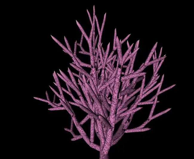 紫珊瑚树C4D模型 Coral tree - C4D之家 - cinema4d_ 2014-01-15 下午11.20.12.jpg