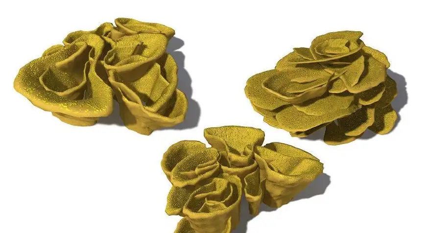 三个海洋植物C4D模型 Turbinaria reniformis Yellow Scroll Coral