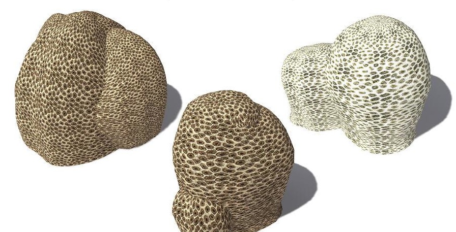 三款蜂巢珊瑚C4D模型 Goniastrea edwardsi Honeycomb Coral