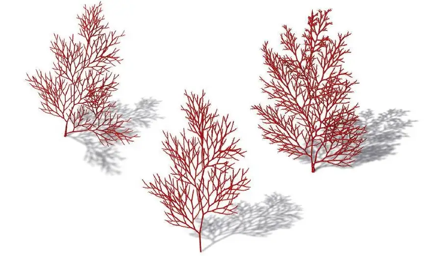 海底植物：红海范C4D模型 Acabaria biserialis Red Sea Fan