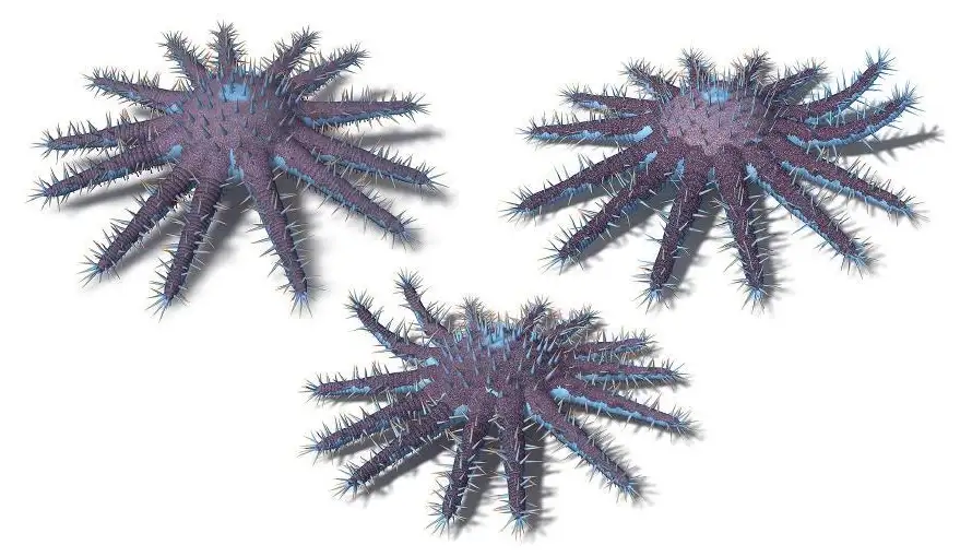 海洋生物：3个荆棘王冠海星C4D模型 Acanthaster planci Crown Of Thorns Starfish - C4D之家 - cinema4d_ 2014-01-16 上午1.23.21.jpg